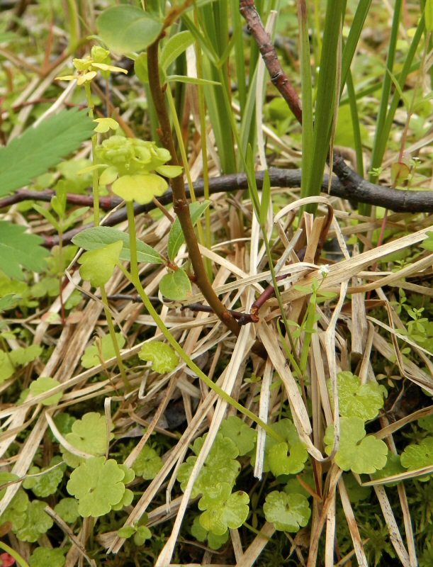 Image of genus Chrysosplenium specimen.