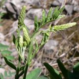 Hedysarum alpinum. Побеги с бутонами. Свердловская обл., окр. г. Североуральск, район известнякового карьера, каменная россыпь, образованная при строительстве канала Дублёр, впоследствии результат выветривания высокого скалистого берега. 01.07.2011.