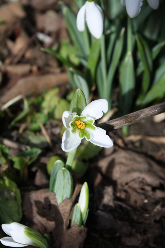 Изображение особи Galanthus plicatus.