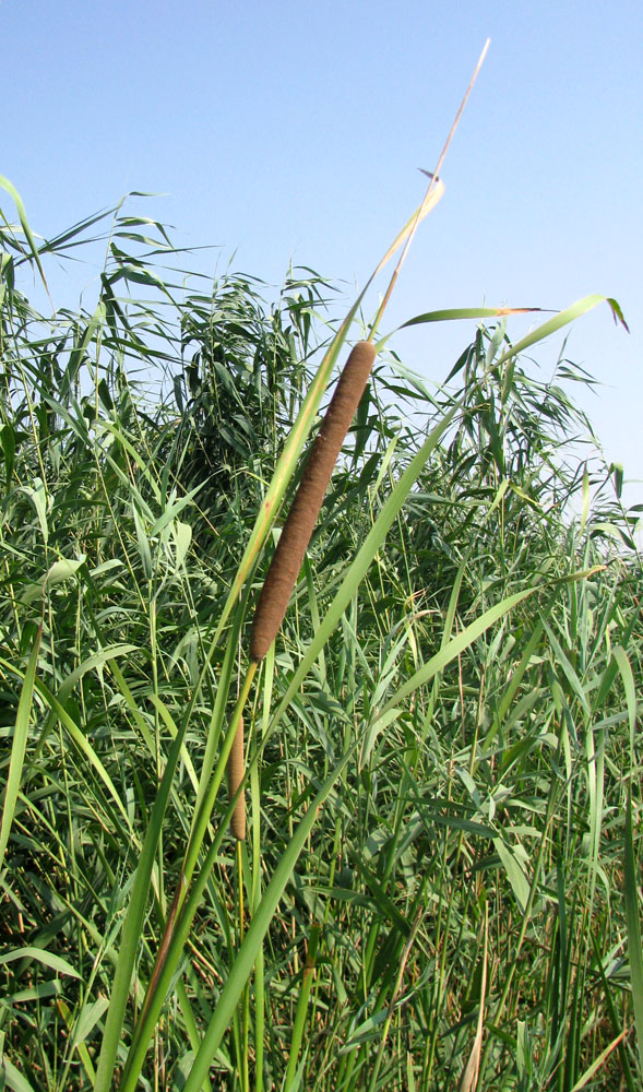 Image of Typha austro-orientalis specimen.