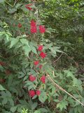 Sambucus racemosa. Ветвь с созревшими плодами. Курская обл., Железногорский р-н, пос. Каменец, ур. Жуковец. 13 июля 2007 г.