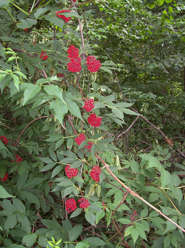 Image of Sambucus racemosa specimen.