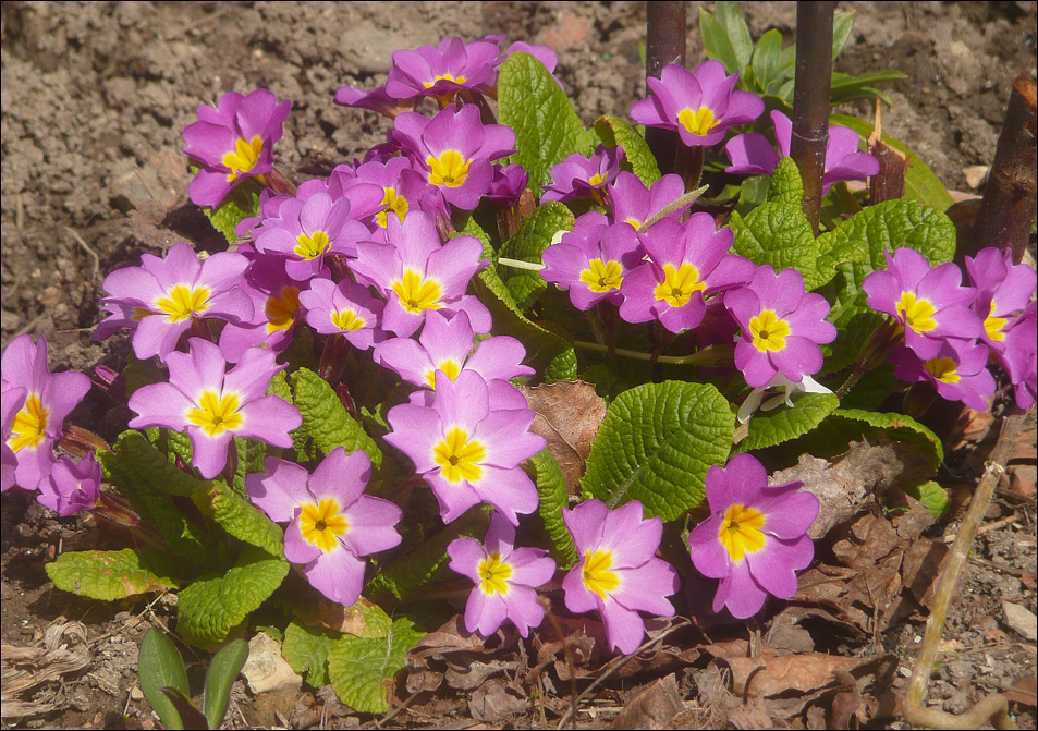 Image of Primula vulgaris specimen.