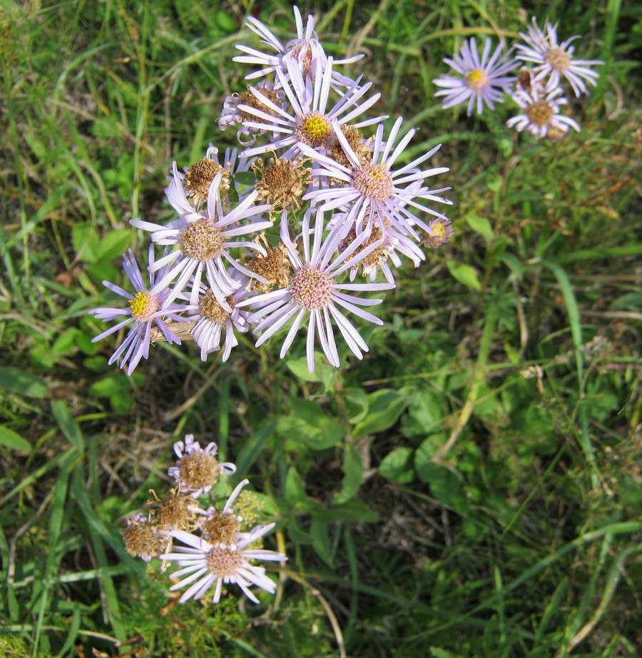 Image of Aster amellus specimen.