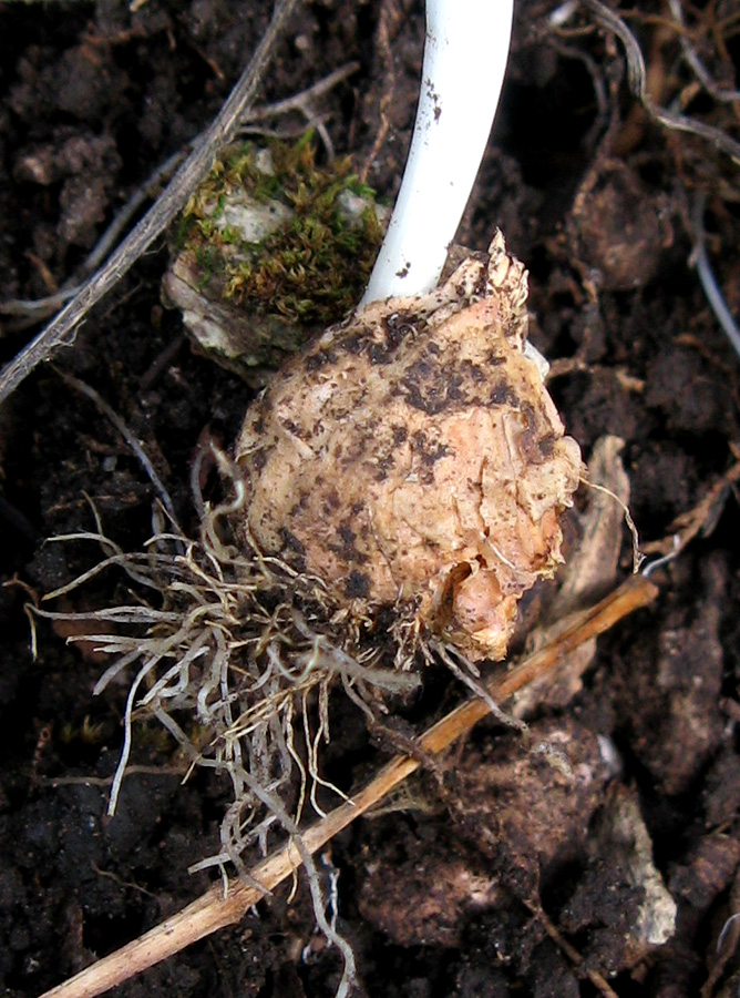 Image of Gagea lutea specimen.