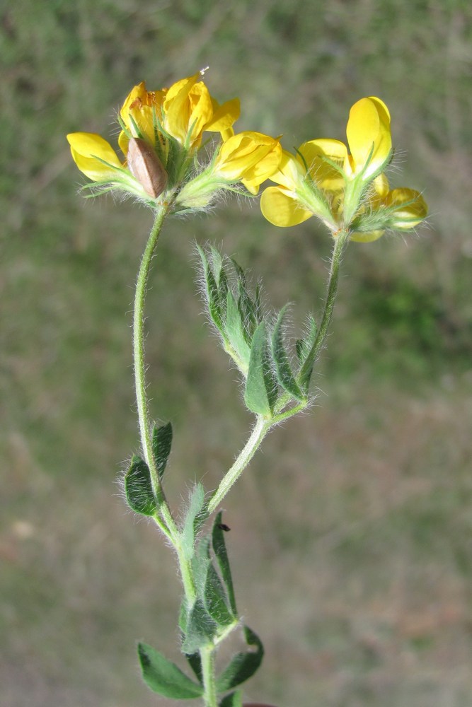 Image of Lotus tauricus specimen.