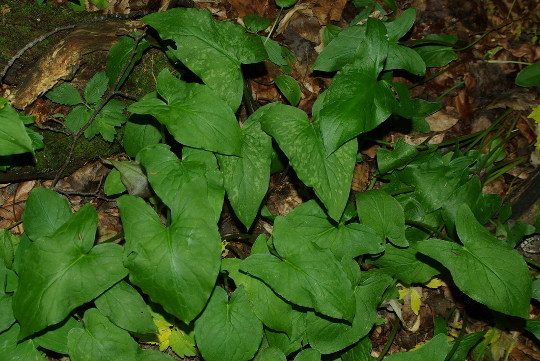 Image of Arum maculatum specimen.