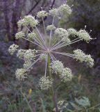 Archangelica officinalis