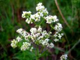 Galium boreale. Соцветие. Республика Саха (Якутия), Томпонский р-н, с. Кескил. 19.06.2012.