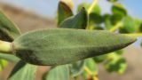 Euphorbia pseudoglareosa. Нижняя сторона листа. Западное побережье Крыма, окр. мыса Лукулл, степь. 30 июня 2012 г.