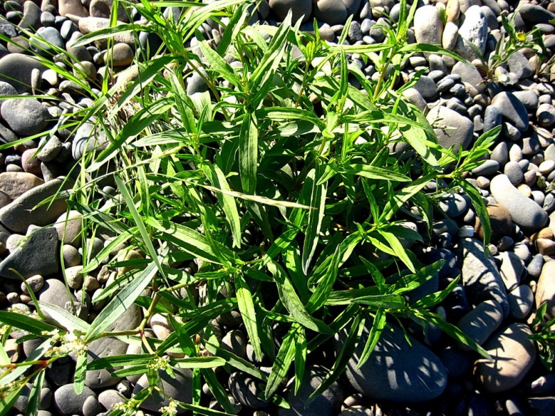 Image of Aconogonon ocreatum var. riparium specimen.