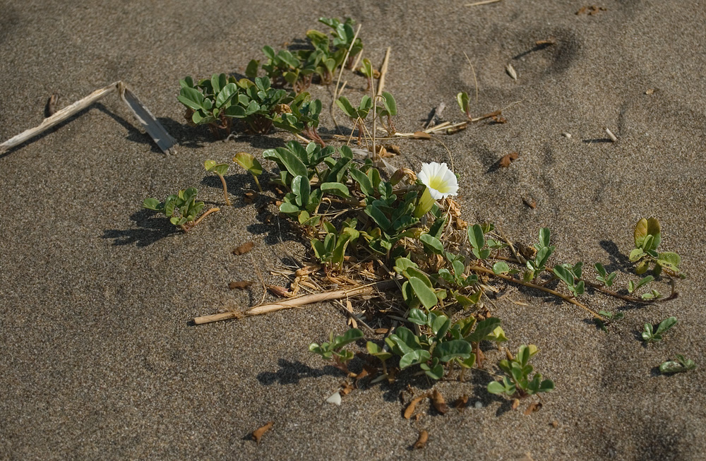 Image of Ipomoea imperati specimen.