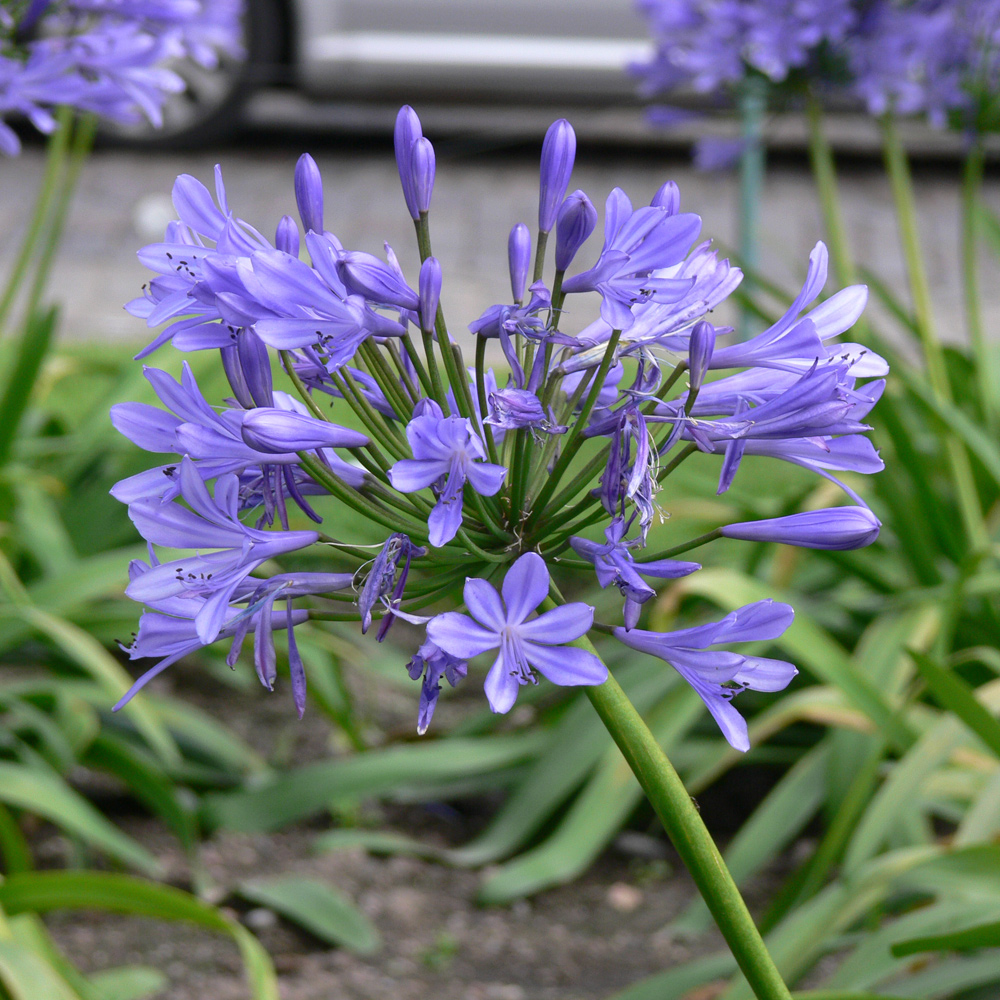 Image of Agapanthus africanus specimen.