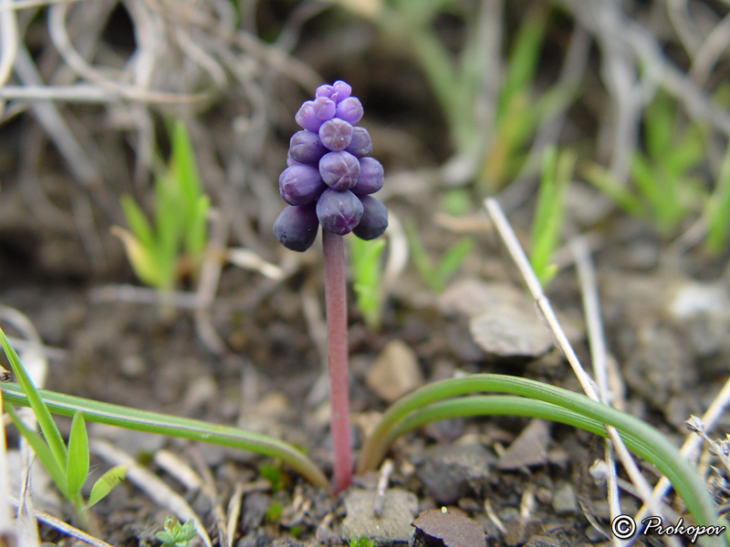 Изображение особи Muscari neglectum.