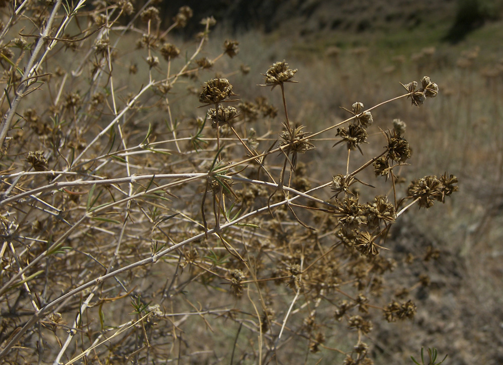 Изображение особи Acanthophyllum mucronatum.