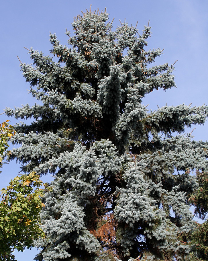 Image of Picea pungens f. glauca specimen.