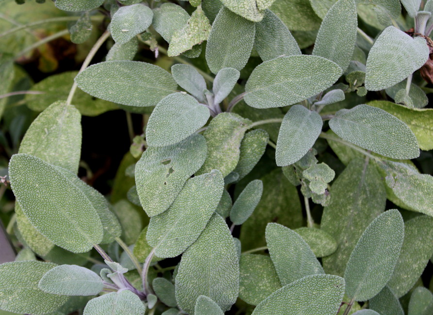 Изображение особи Salvia officinalis.