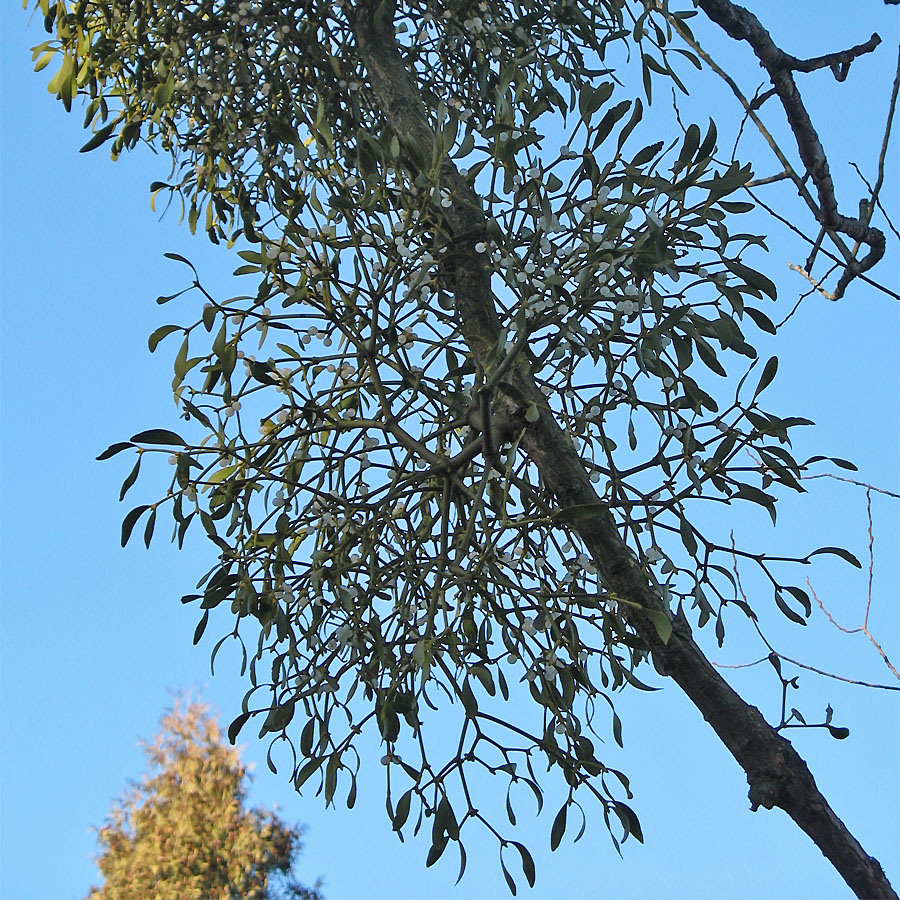 Image of Viscum album specimen.