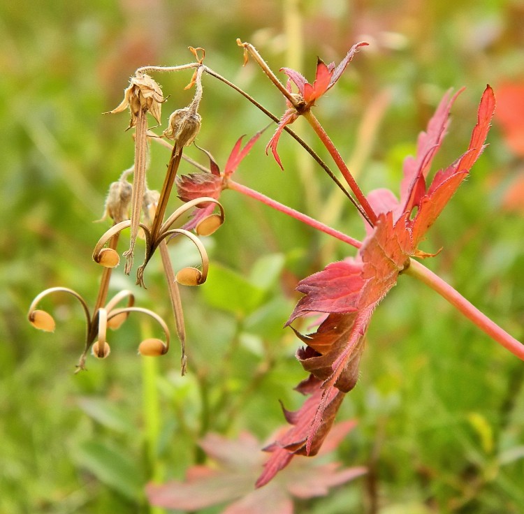 Изображение особи Geranium platyanthum.