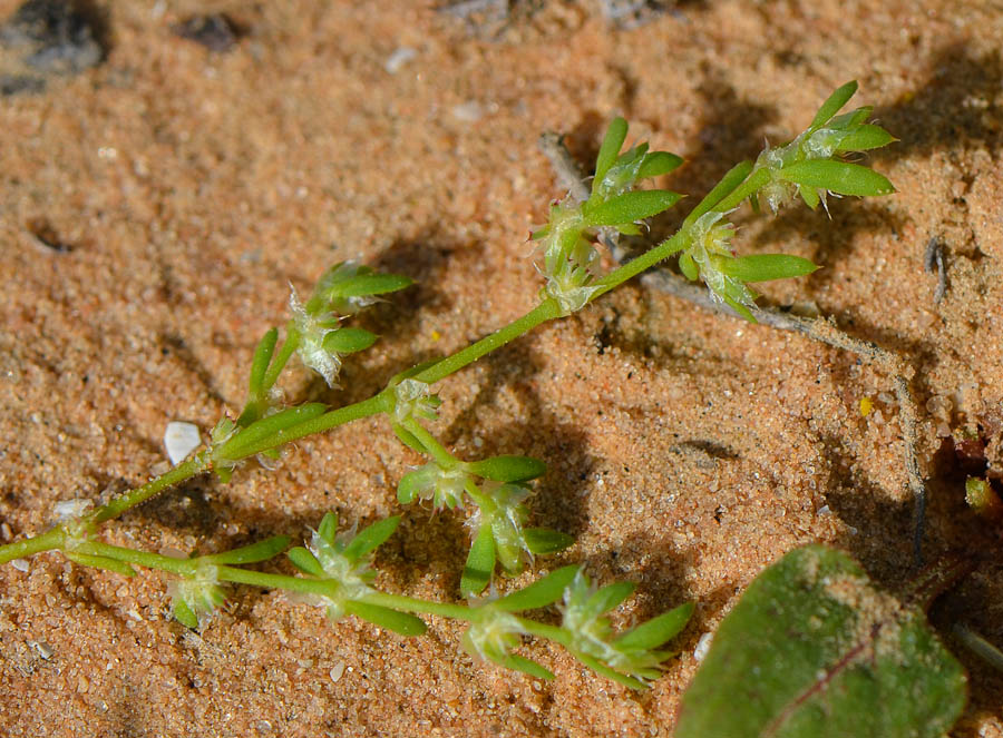 Image of Paronychia arabica specimen.