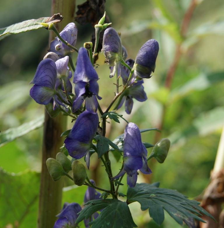 Изображение особи род Aconitum.