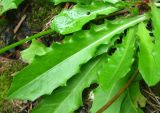 Leontodon hispidus ssp. hastilis