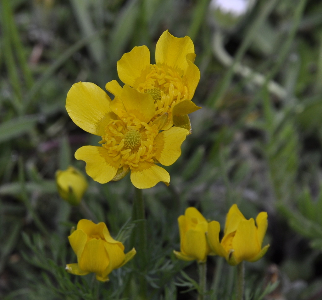 Изображение особи род Ranunculus.