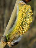 Salix cinerea