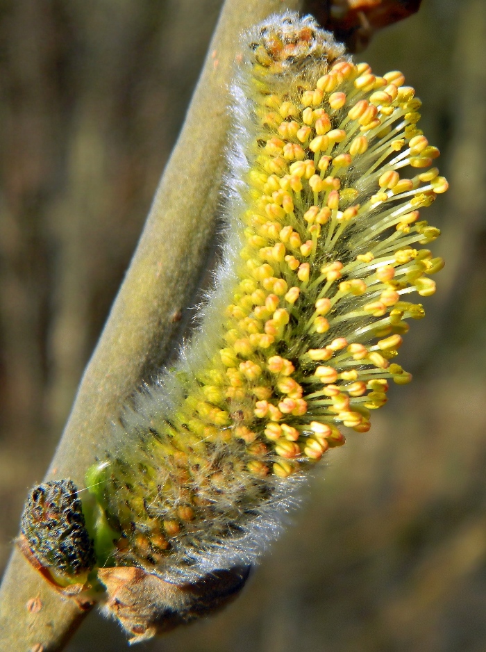 Image of Salix cinerea specimen.