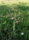 Hesperis tristis. Цветущее растение. Украина, г. Запорожье, балка Партизанская. 02.05.2013.