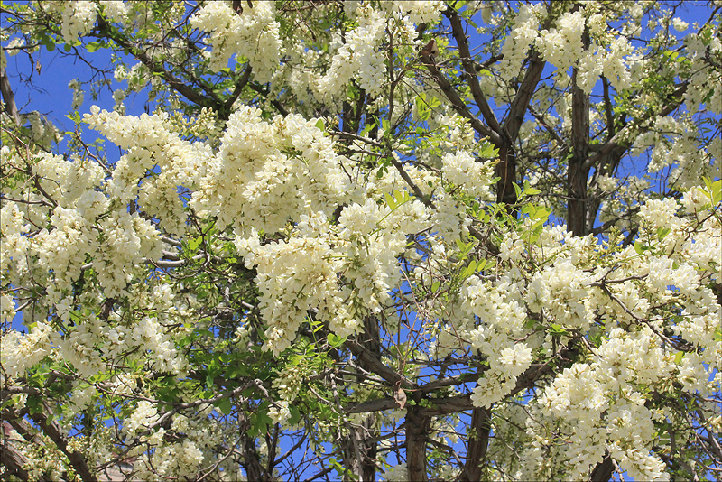 Изображение особи Robinia pseudoacacia.