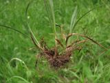 Luzula taurica. Нижняя часть растения. Горный Крым, влажная поляна на склоне Демерджи. 18 мая 2013 г.