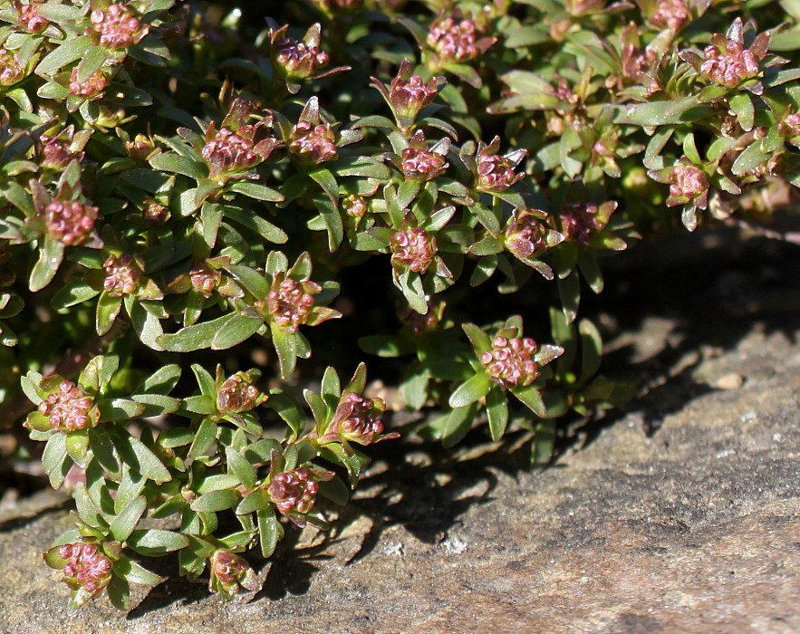 Image of Iberis sempervirens specimen.