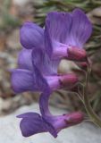 Vicia olchonensis