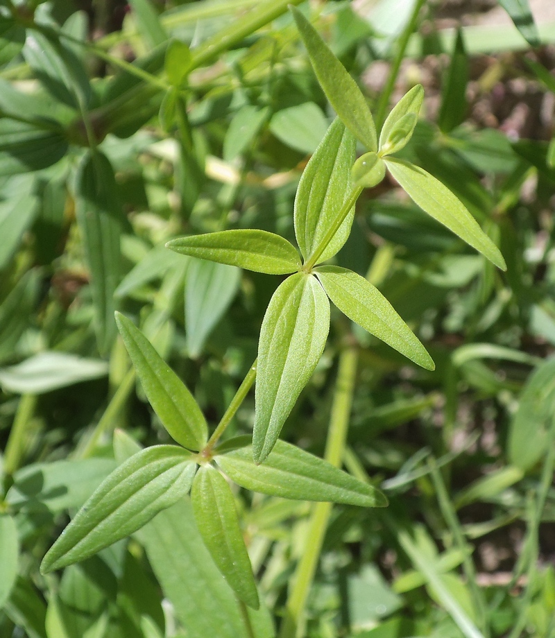 Image of Galium boreale specimen.