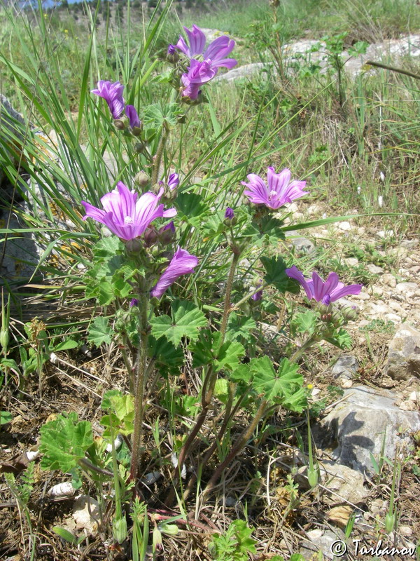 Image of Malva mauritiana specimen.