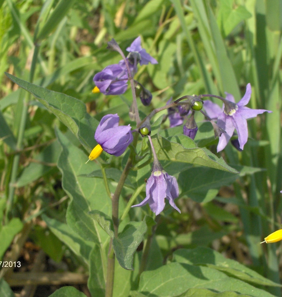 Изображение особи Solanum dulcamara.