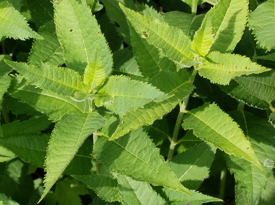 Image of Chelone obliqua specimen.