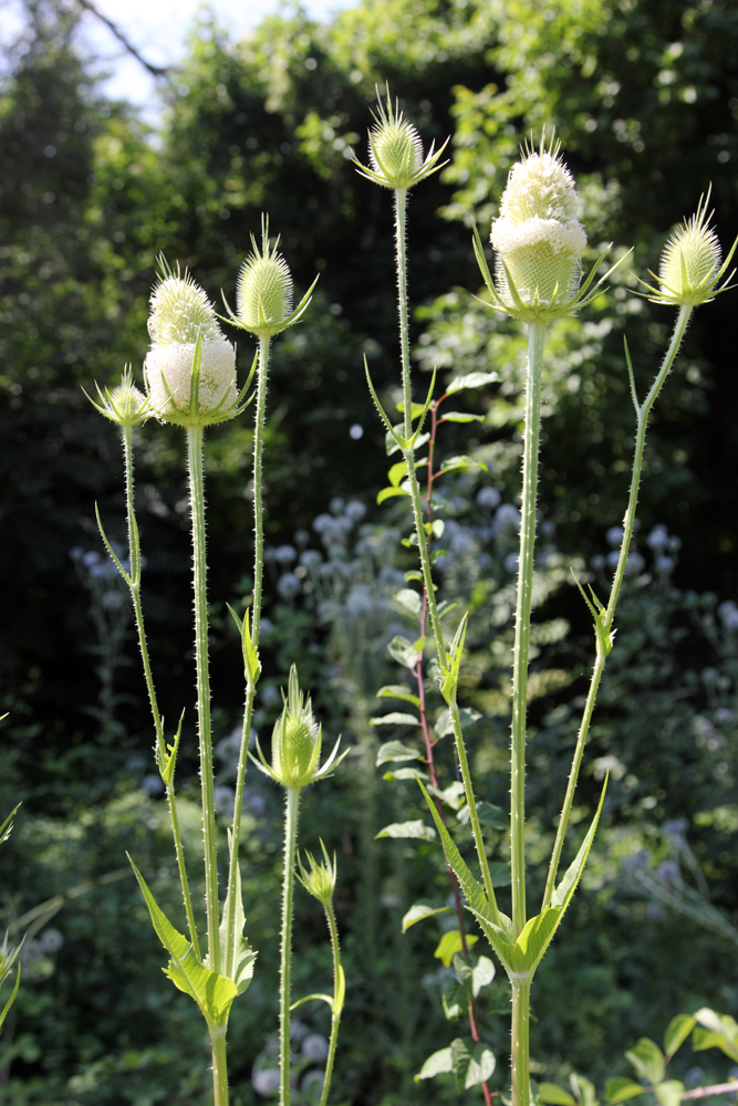 Изображение особи Dipsacus laciniatus.