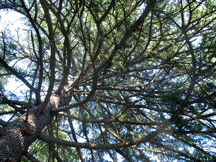 Image of Cedrus deodara specimen.