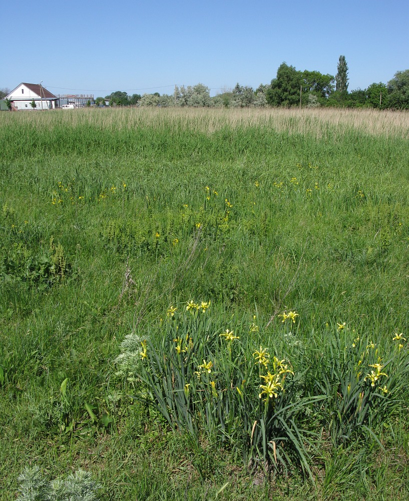 Image of Iris halophila specimen.