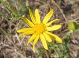 Senecio borysthenicus