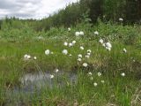 Eriophorum vaginatum. Плодоносящие растения. Тверская обл., Кимрский р-н, Подберезовское лесничество. 01.06.2008.