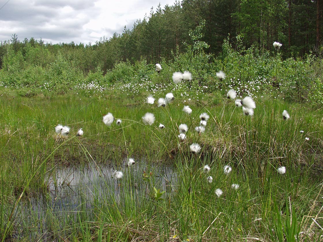 Image of Eriophorum vaginatum specimen.