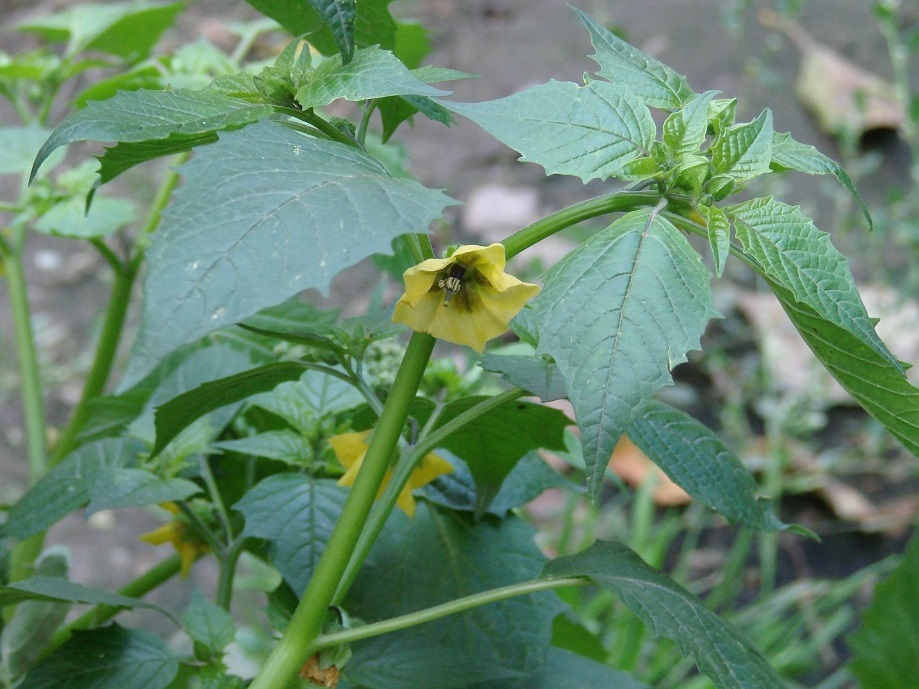 Image of Physalis ixocarpa specimen.