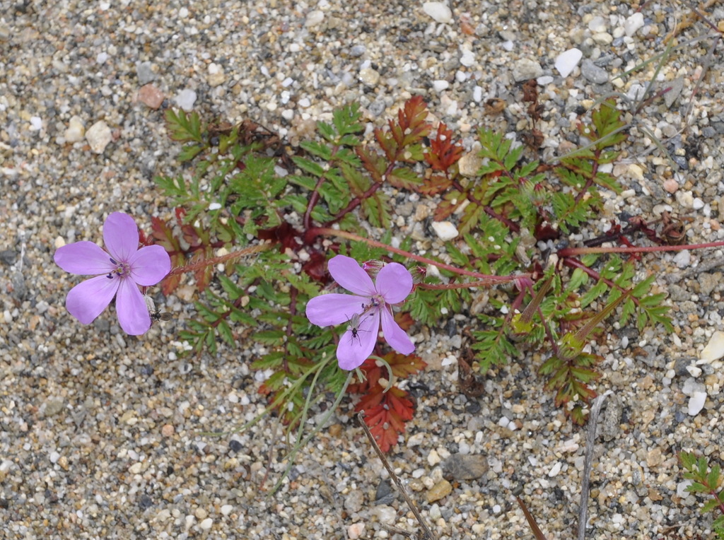 Image of genus Erodium specimen.