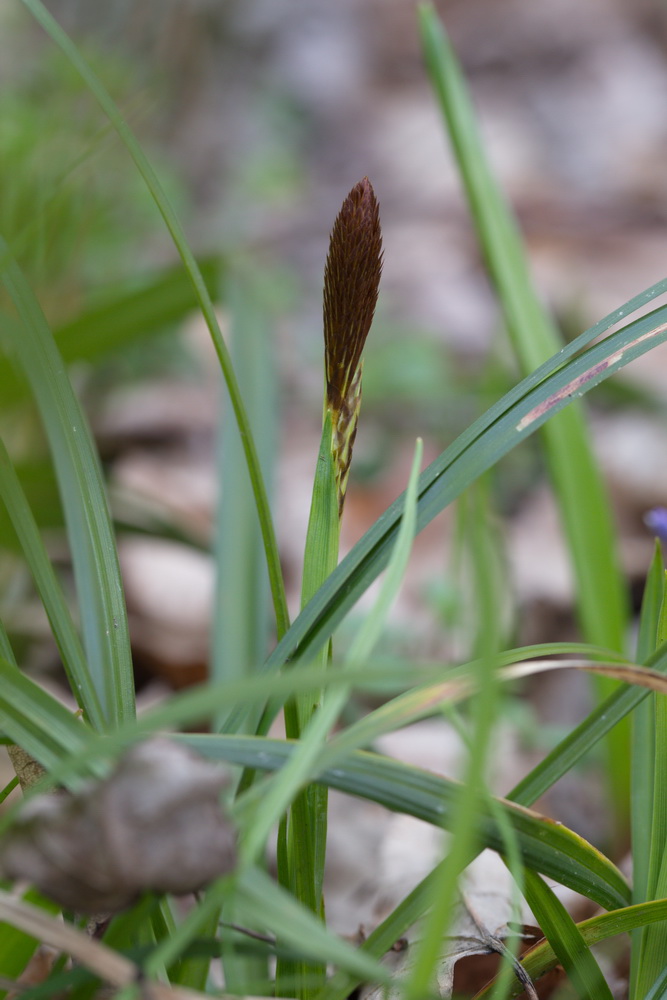 Изображение особи Carex brevicollis.