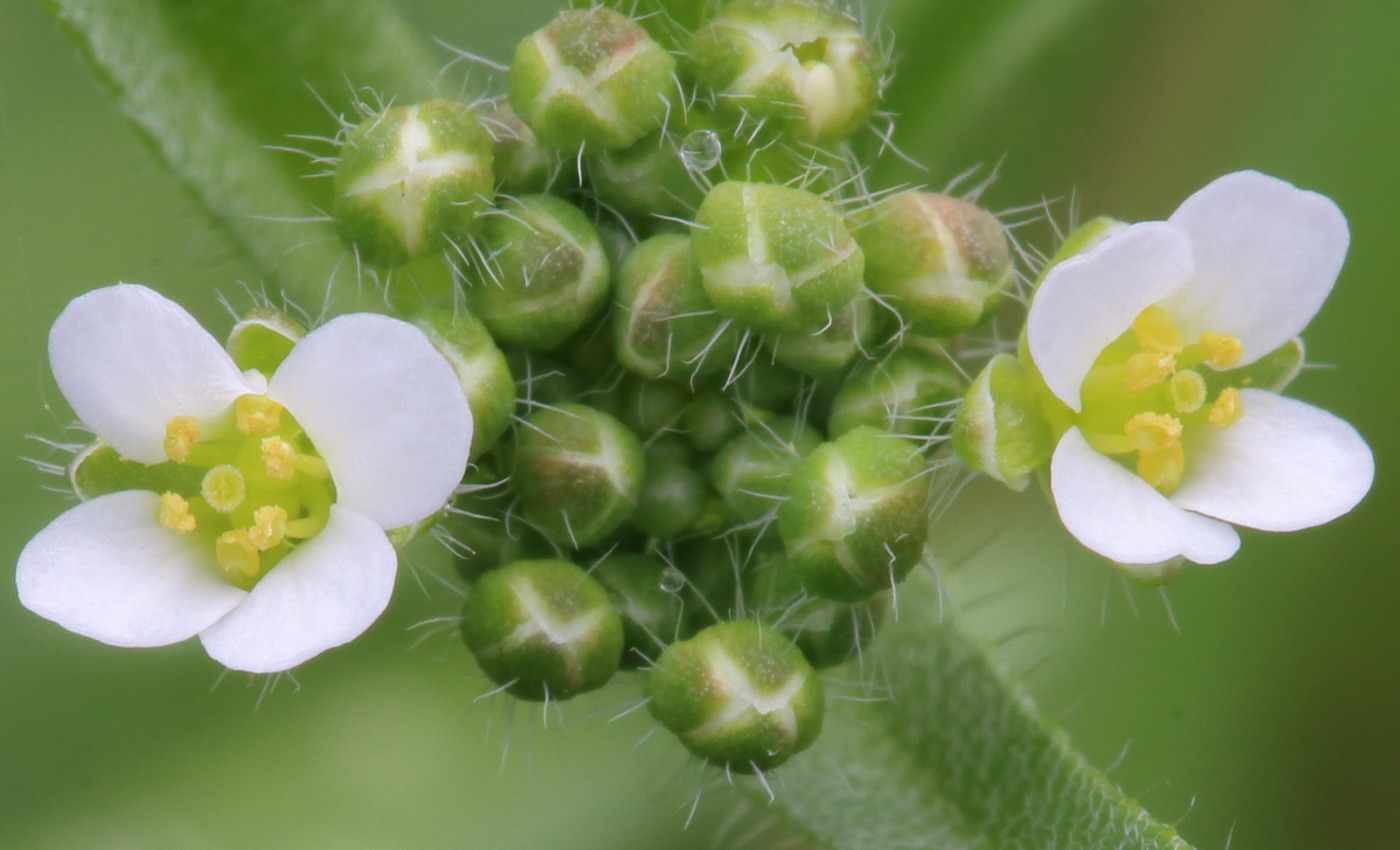 Изображение особи Capsella bursa-pastoris.