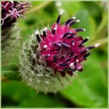 Arctium tomentosum