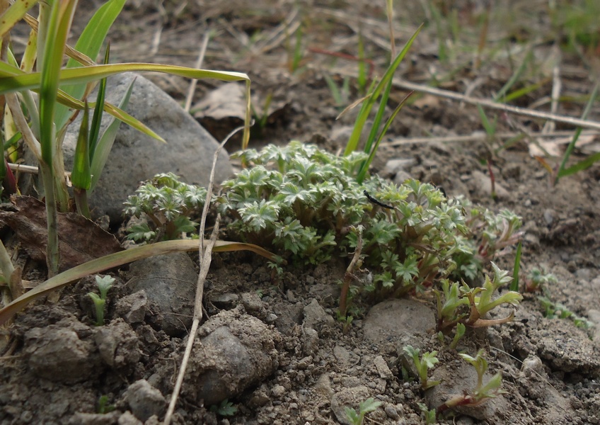 Image of Artemisia opulenta specimen.